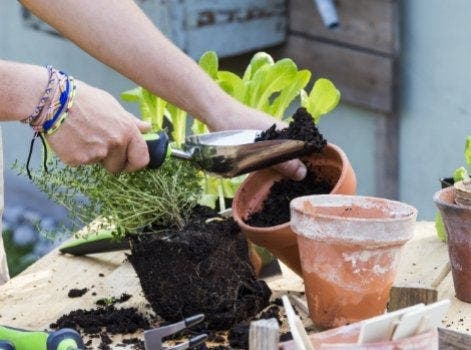 Comment choisir ses plantes dépolluantes ?