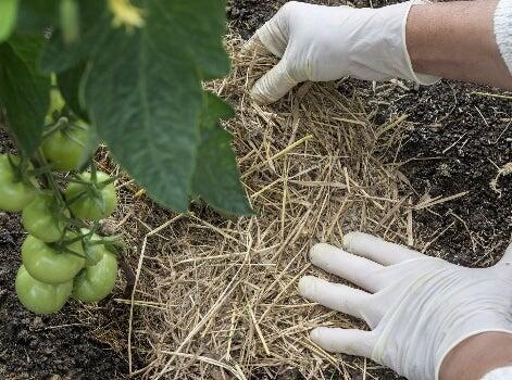 Paillage tomates