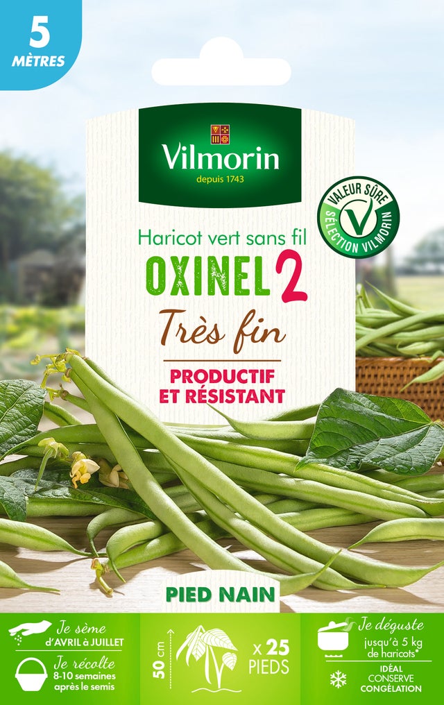 Graines de haricot nain sans fil VILMORIN 35 g