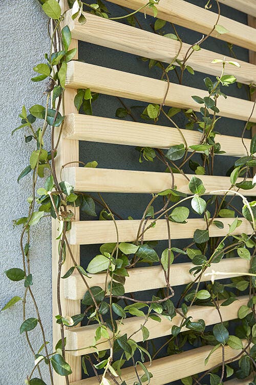 photo de plantes grimpantes sur une claustra sur un balcon pour recevoir industriel
