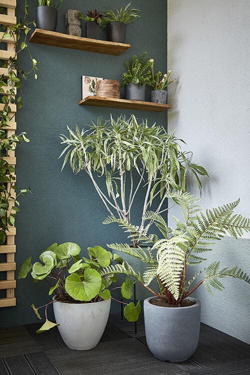 photo de plantes sur un balcon pour recevoir industriel