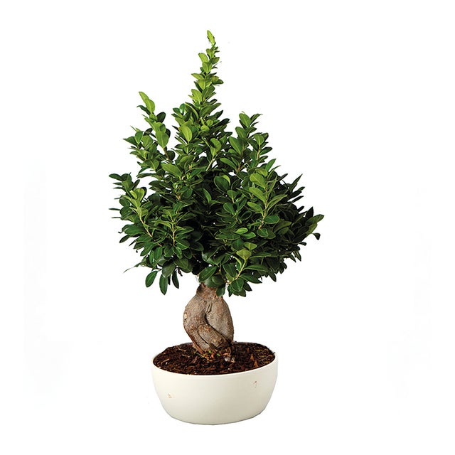 Bonsai da interno vaso ø 18 cm