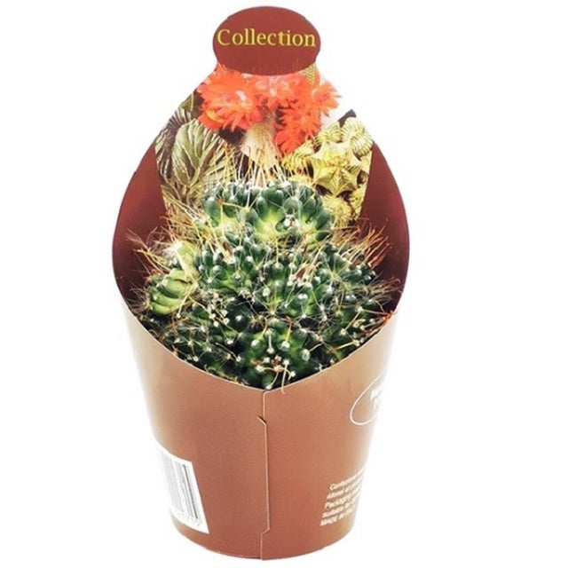 Pianta da interno PIANTE GRASSE MIX D.6.5CM