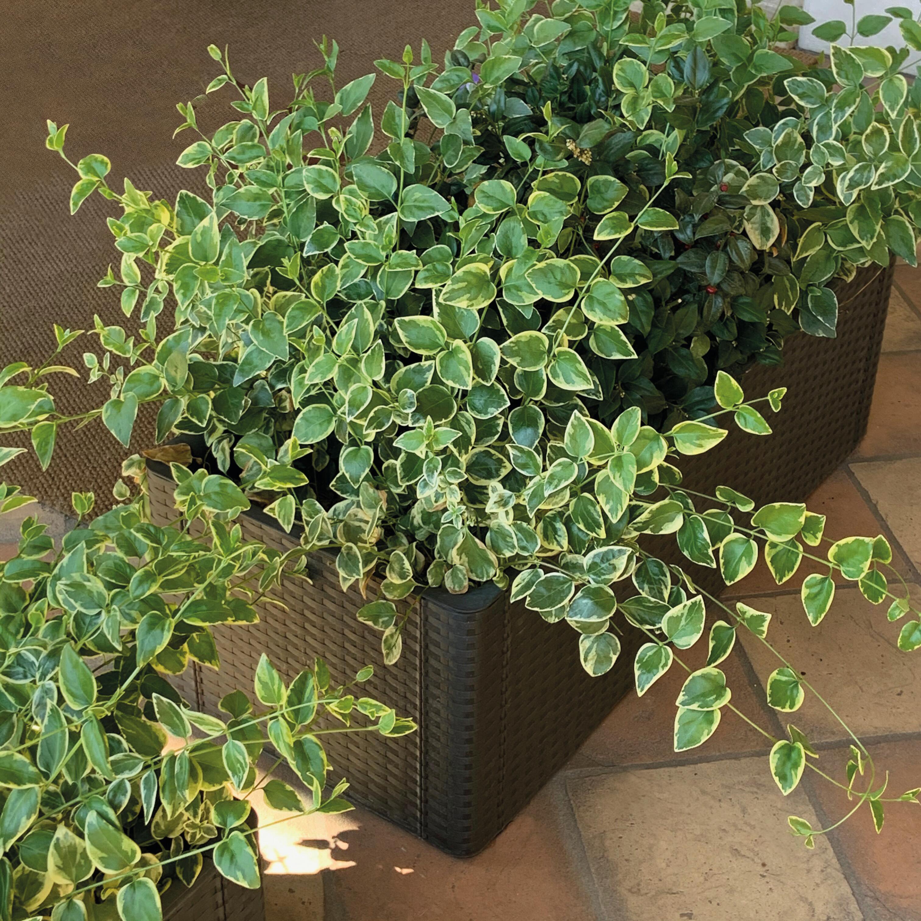 Fioriera autoirrigante Natural Deluxe STEFANPLAST in polipropilene marrone H 33 x L 100 x P 43 cm - 3