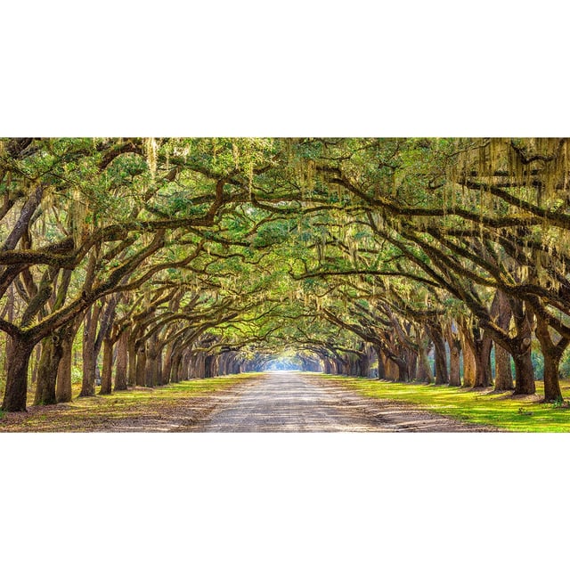 Stampa su tela Glitter Via alberata, multicolore 145 x 75 cm