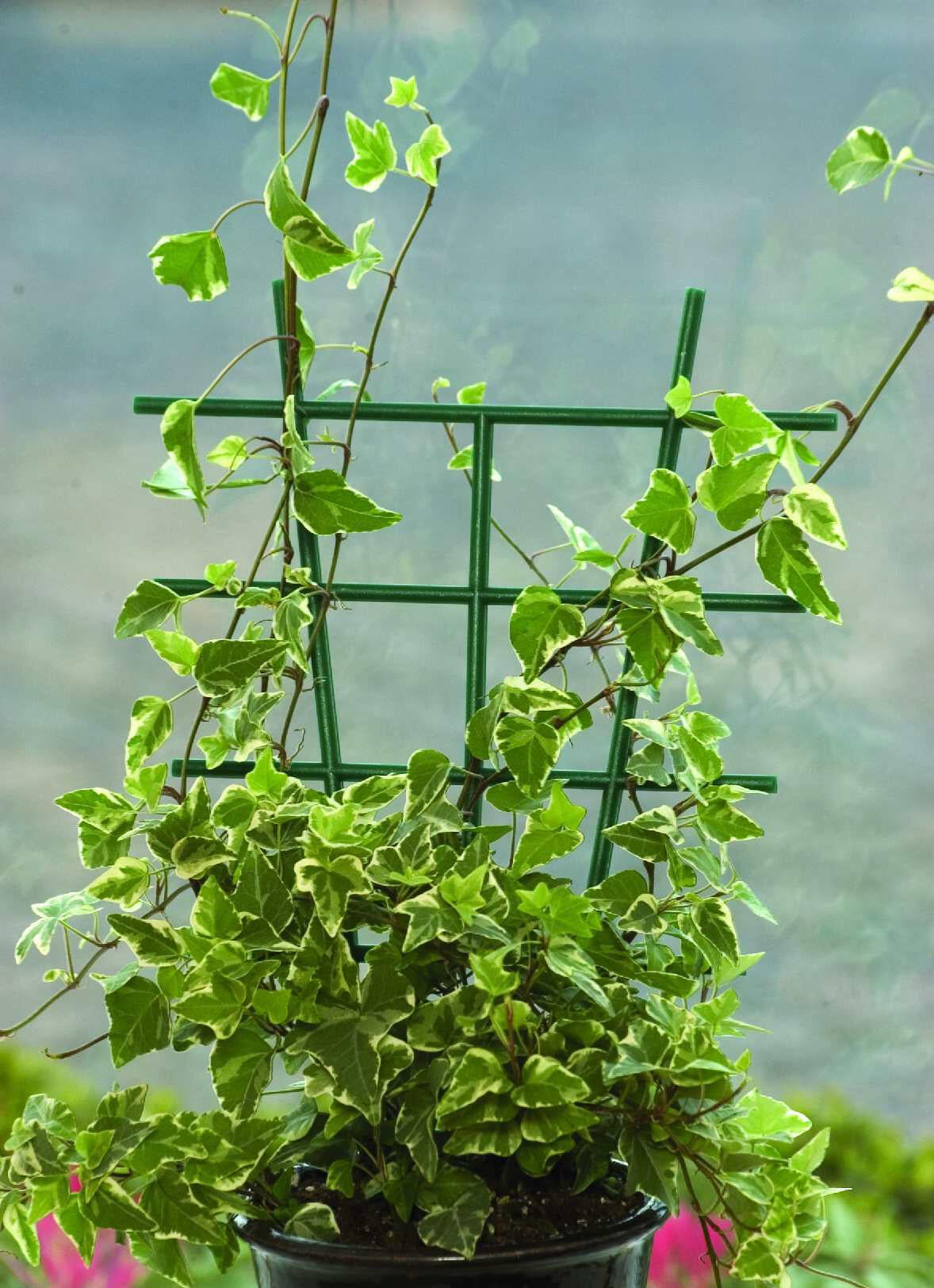 Tuteur échelle grand modèle 37X23CM NORTENE - 2