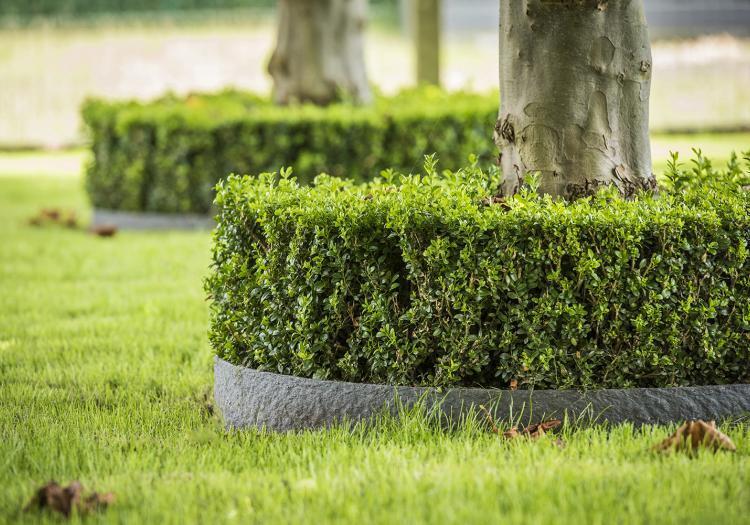 bordure de jardin - 1