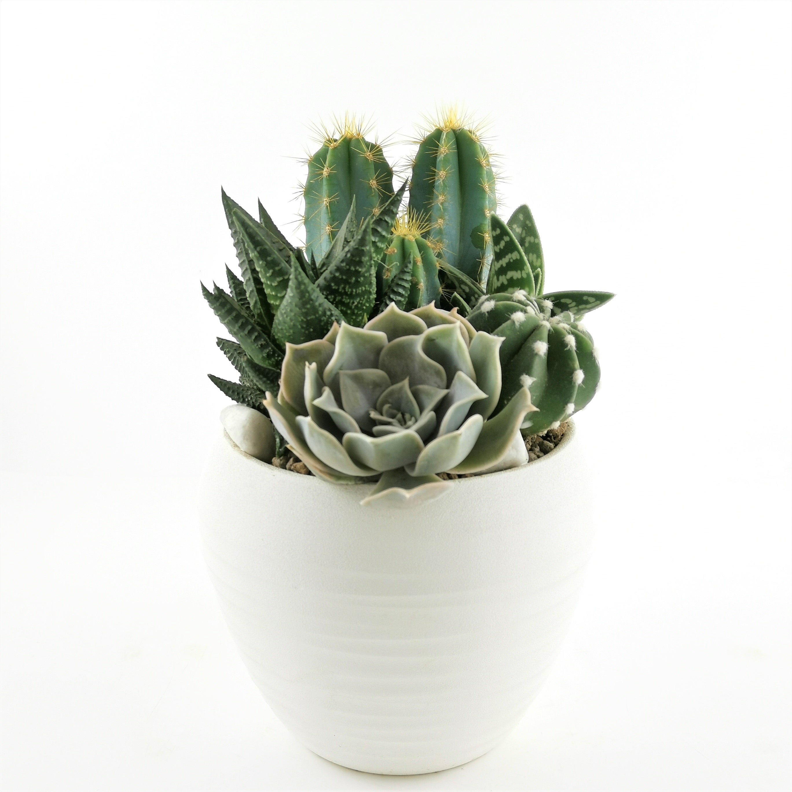 Fioriera succulenta da interno - Italia