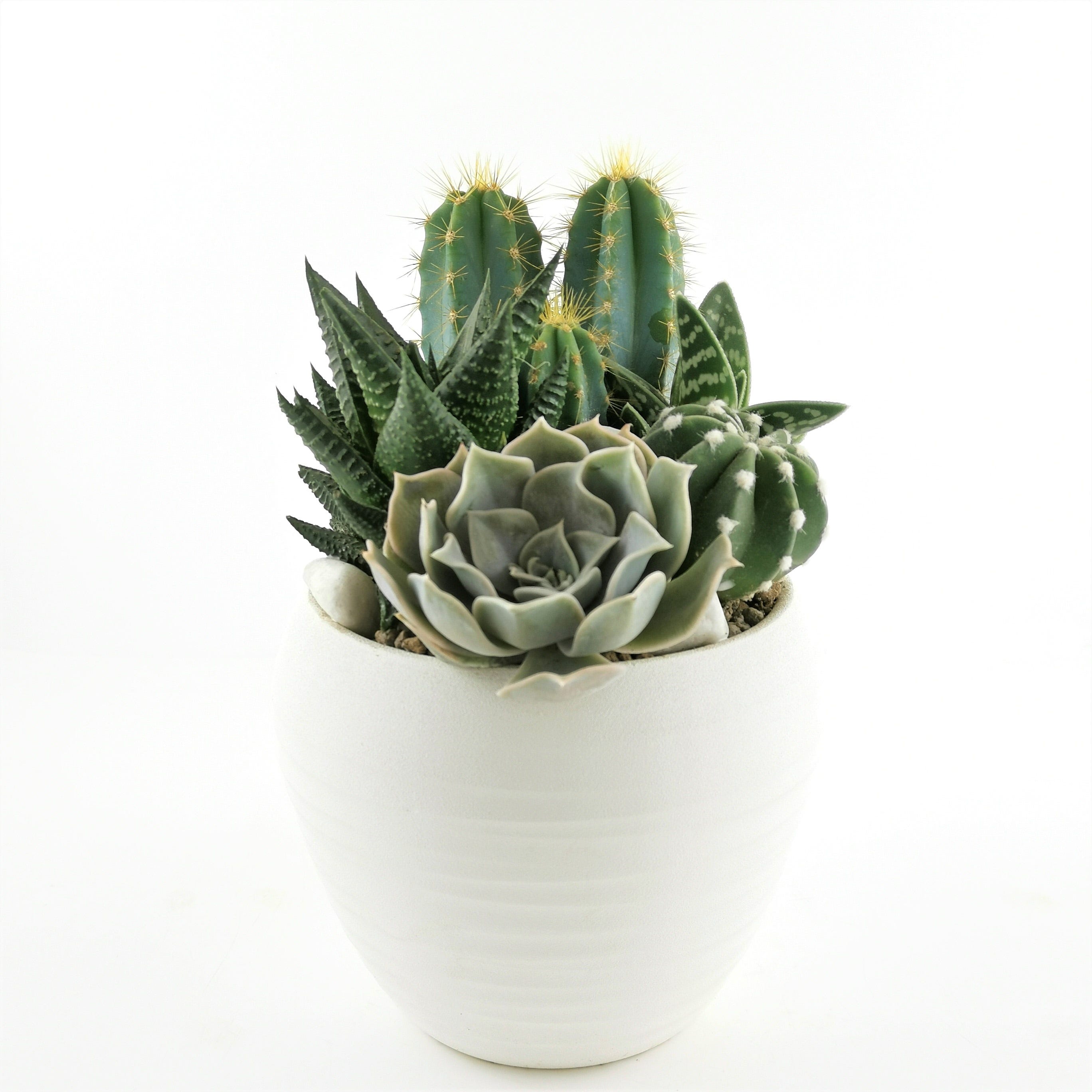 Fioriera succulenta da interno - Italia Fioriera succulenta da interno - Italia