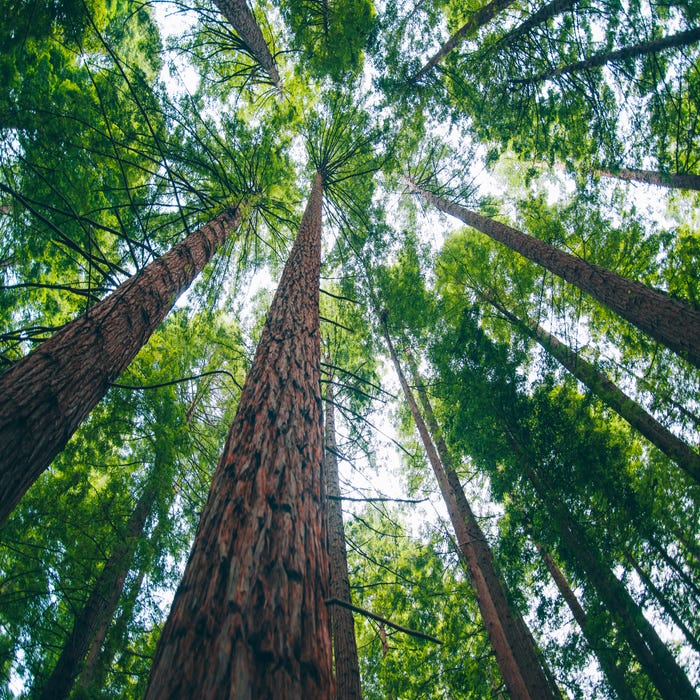photo d'une forêt