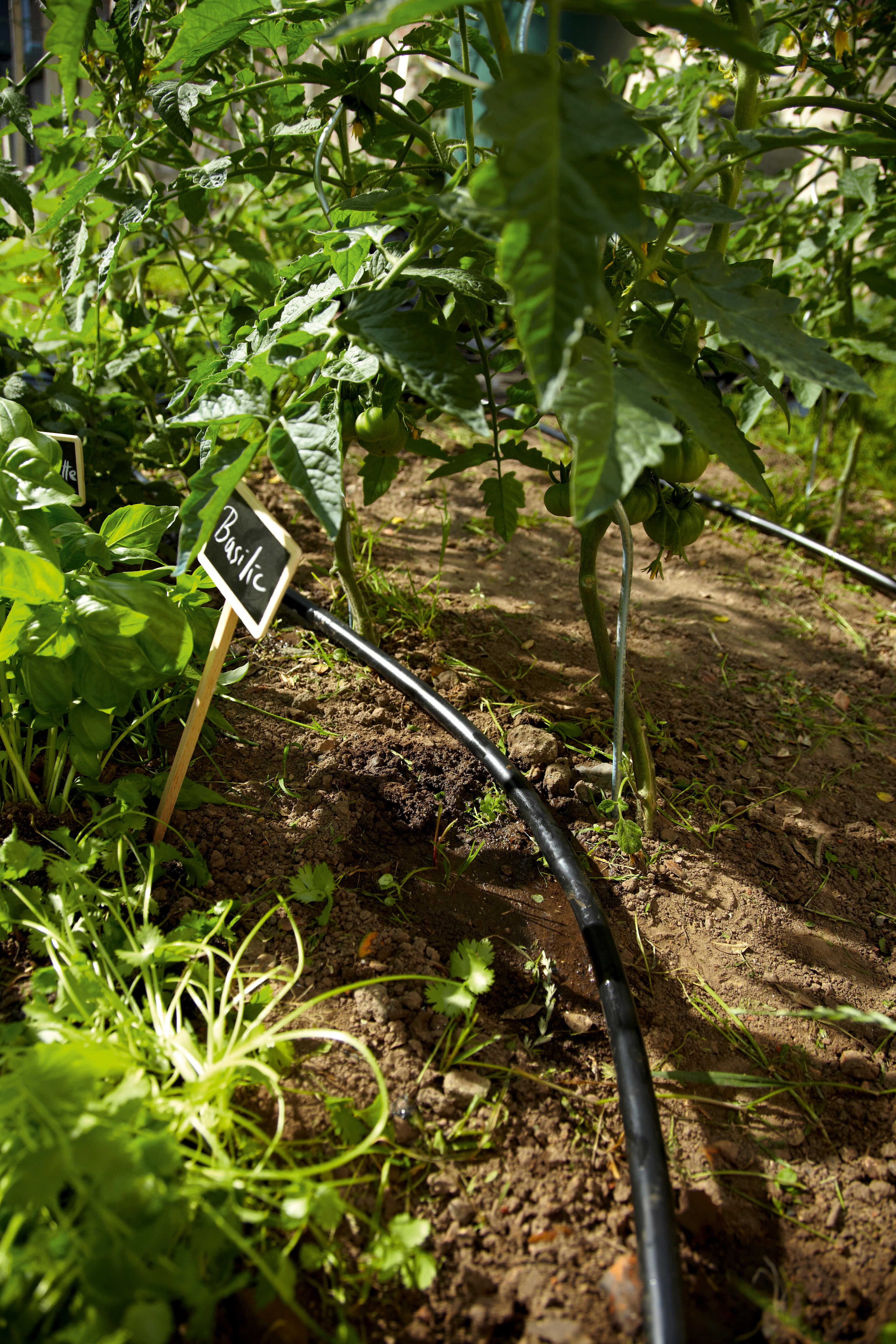 Tuyau d'arrosage avec goutteur intégré GEOLIA 6420380q L.25 m Diam..13.6 mm - 2