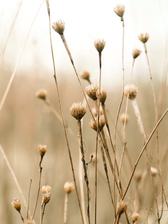 Affiche Herbes des champs, beige EDITIONS BRAUN l.30 x H.40 cm