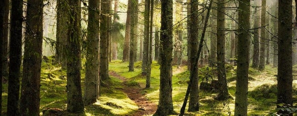 Brise-vue et Occultants artificiels - Reflets Nature, plantes et