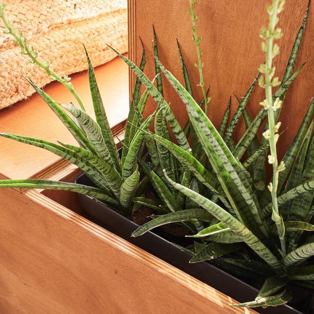 Photo Leroy Merlin d'un bac pour plantes intégré dans un meuble de rangement dans un séjour. 
