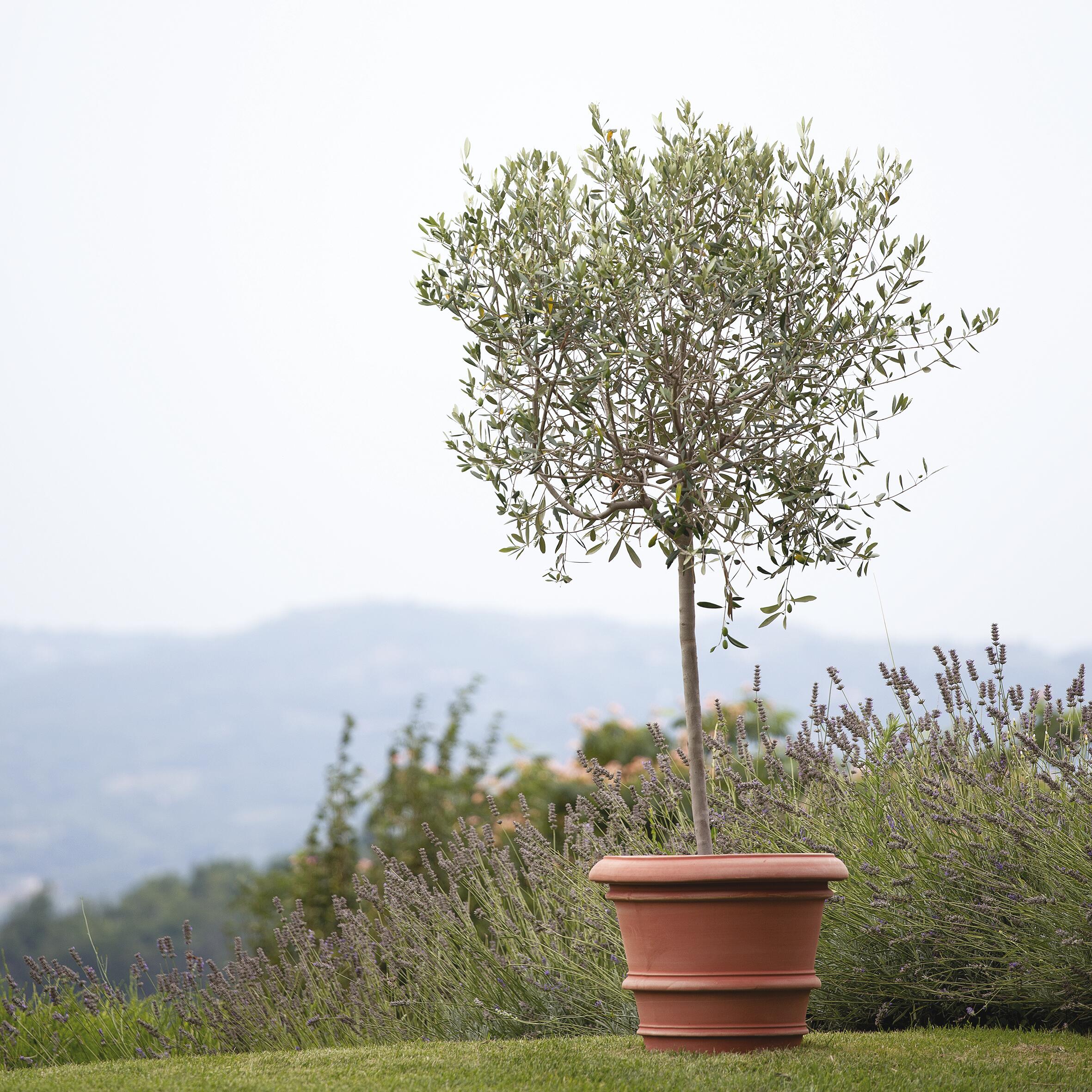 Vaso Da Fiori Dona In Polipropilene – 30 Cm Di Diametro – Colore Terracotta – Resistente Agli Agenti Atmosferici