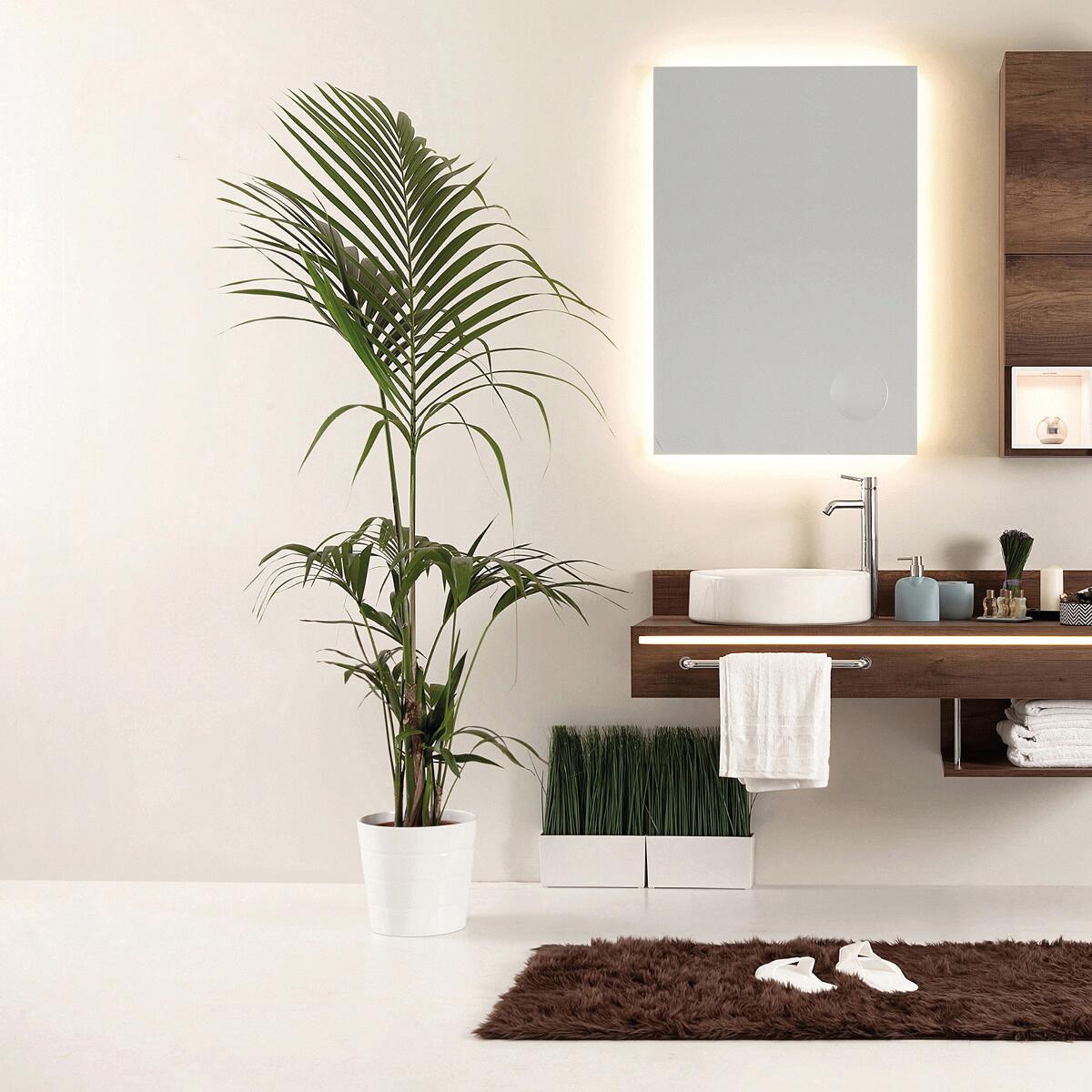 Pittura per interni per parete e soffitto antimuffa, LUXENS Extra Opaca bianco opaco, 14 L - 5