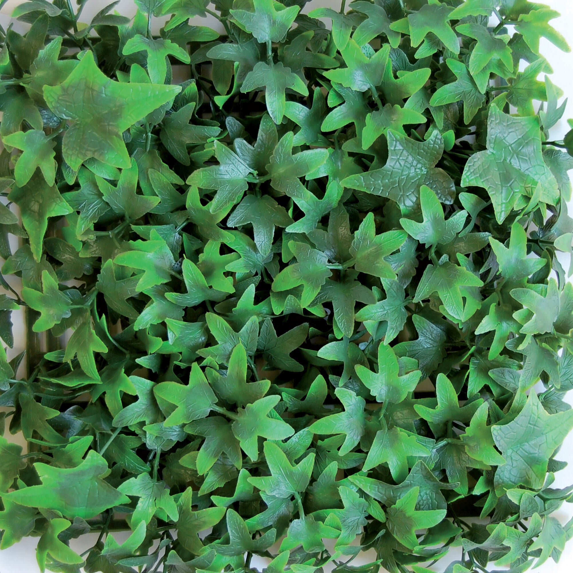 Giardino verticale parete Edera Divy 3D in polietilene alta densità, verde H 0.5 m x L 0.5 m - 3