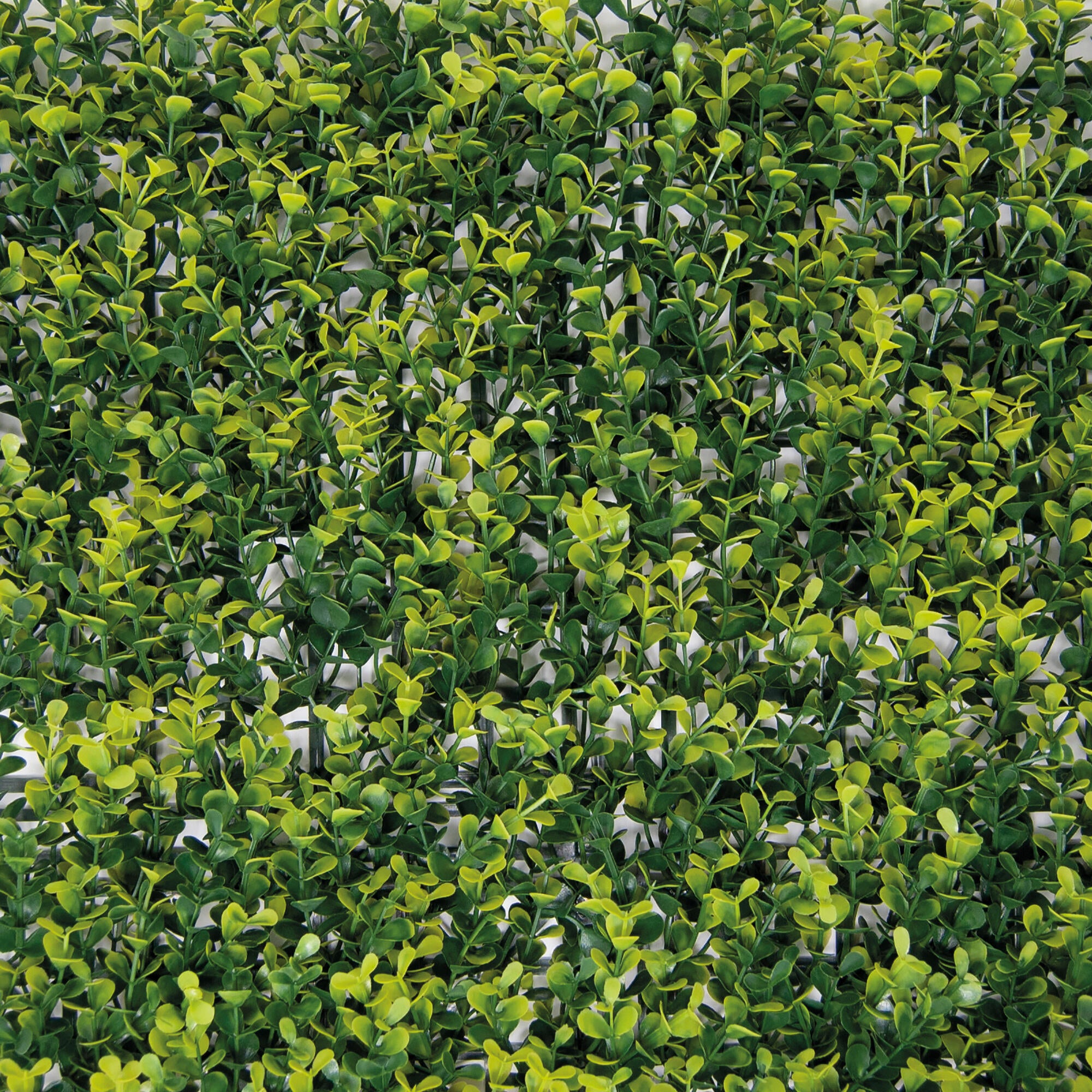 Siepe artificiale Bosso Divy 3D in polietilene, verde H 0.5 m x L 0.5 m - 2