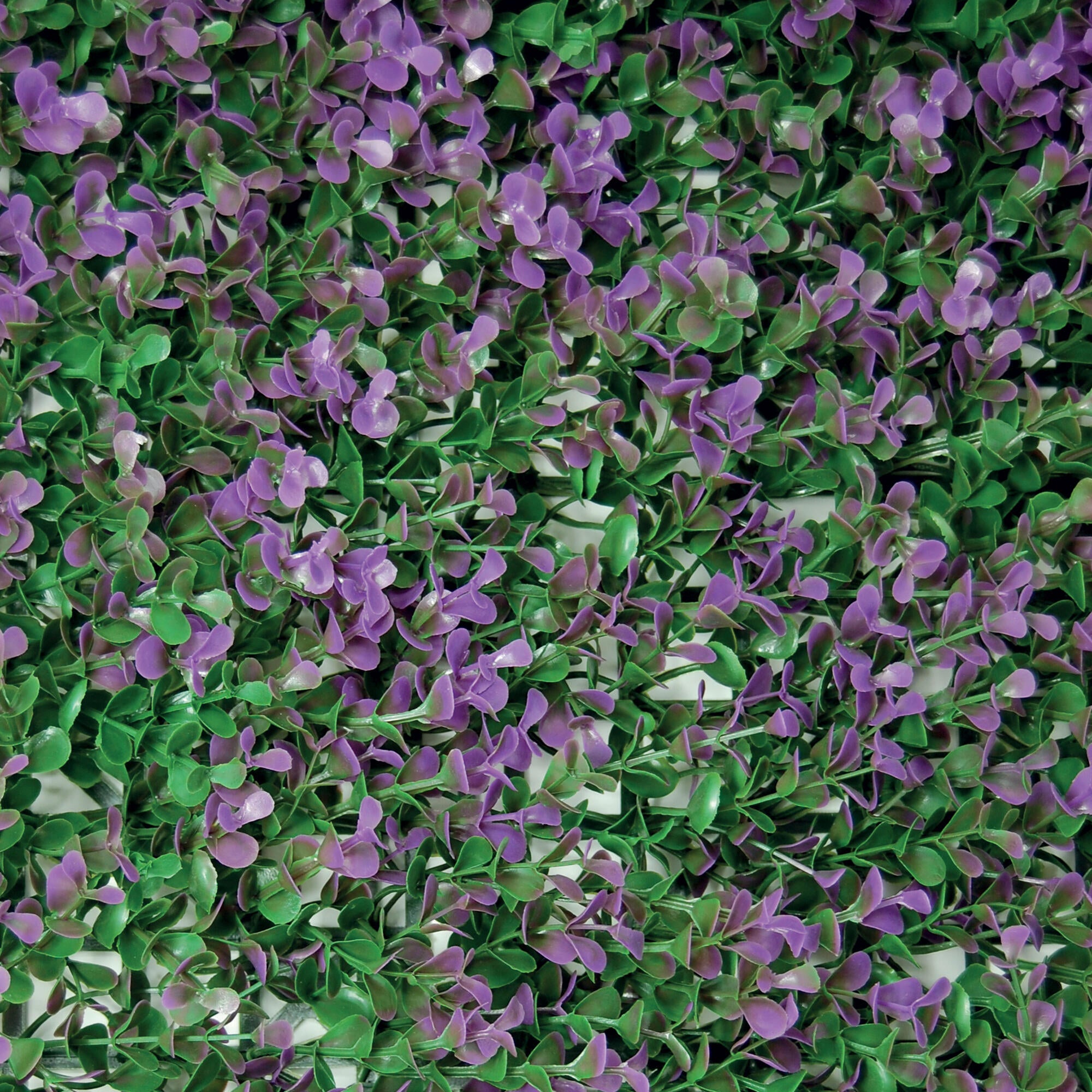 Jardín vertical Buxus lilac 50x50cm - 3