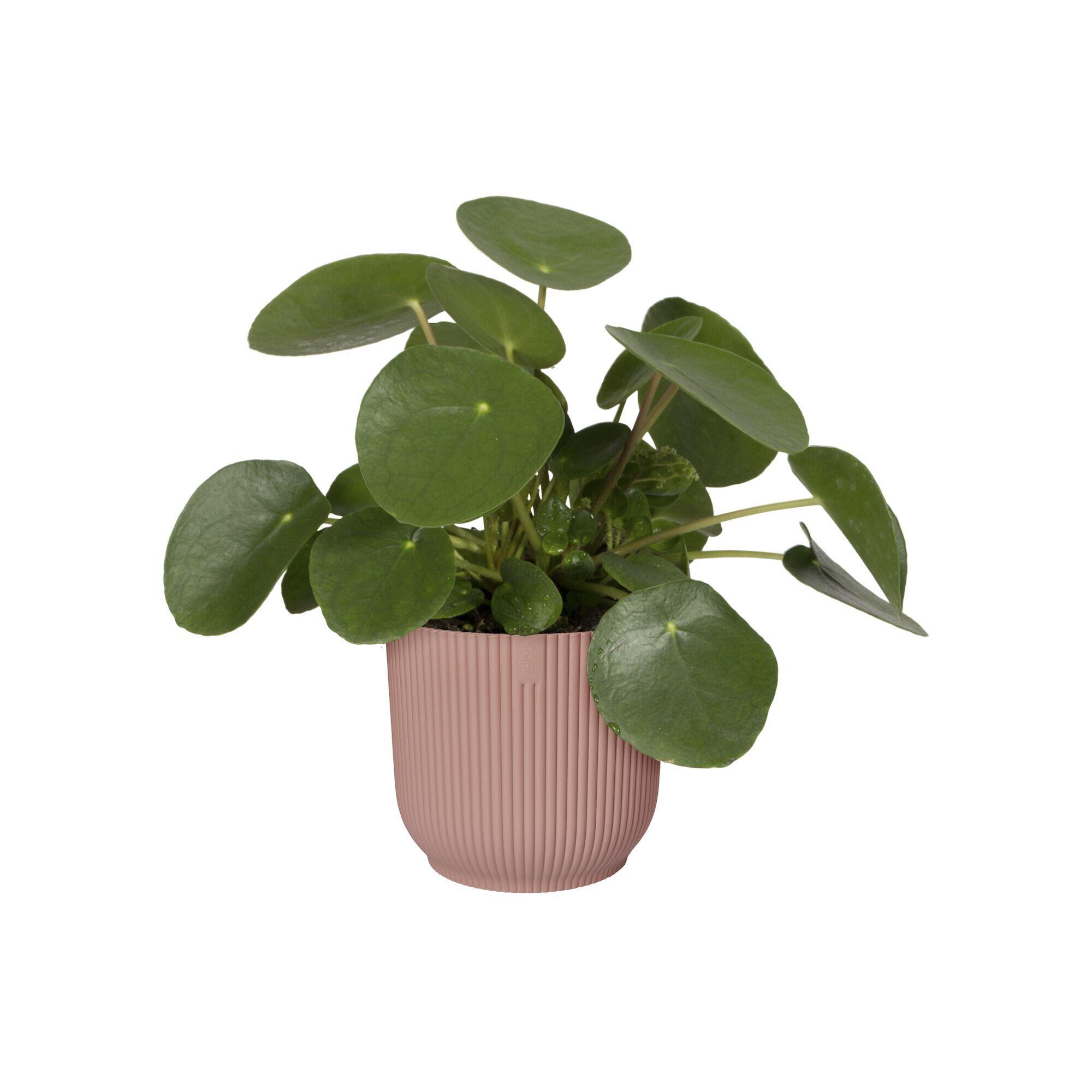 Coprivaso Vibes ELHO in polipropilene rosa H 16.8 x ø 18 cm - 10