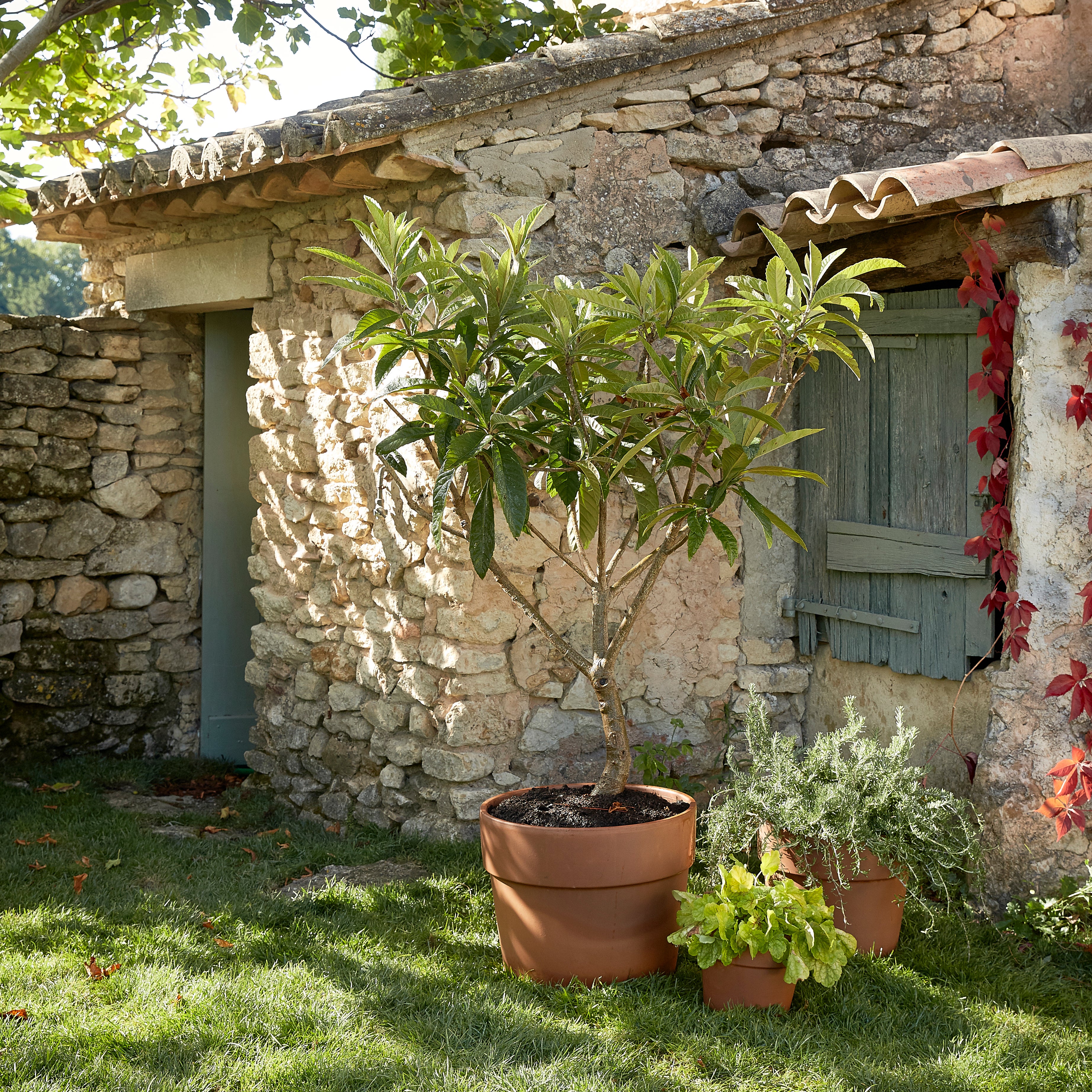 Pot terre cuite DEROMA Cotto garden Diam.38.9 H.30.8 cm - 7