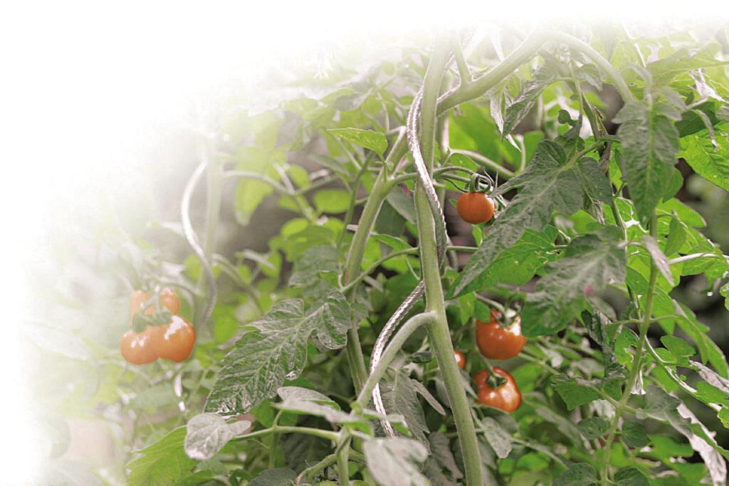 Tuteur tomate spirale NORTENE H.1.80 m - 11