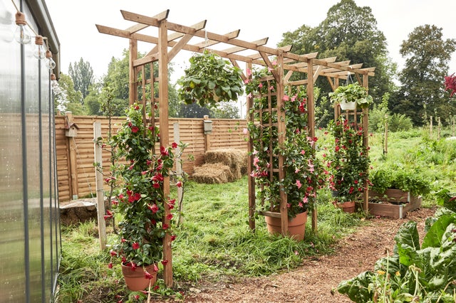 photo d'une arche avec des plantes grimpantes