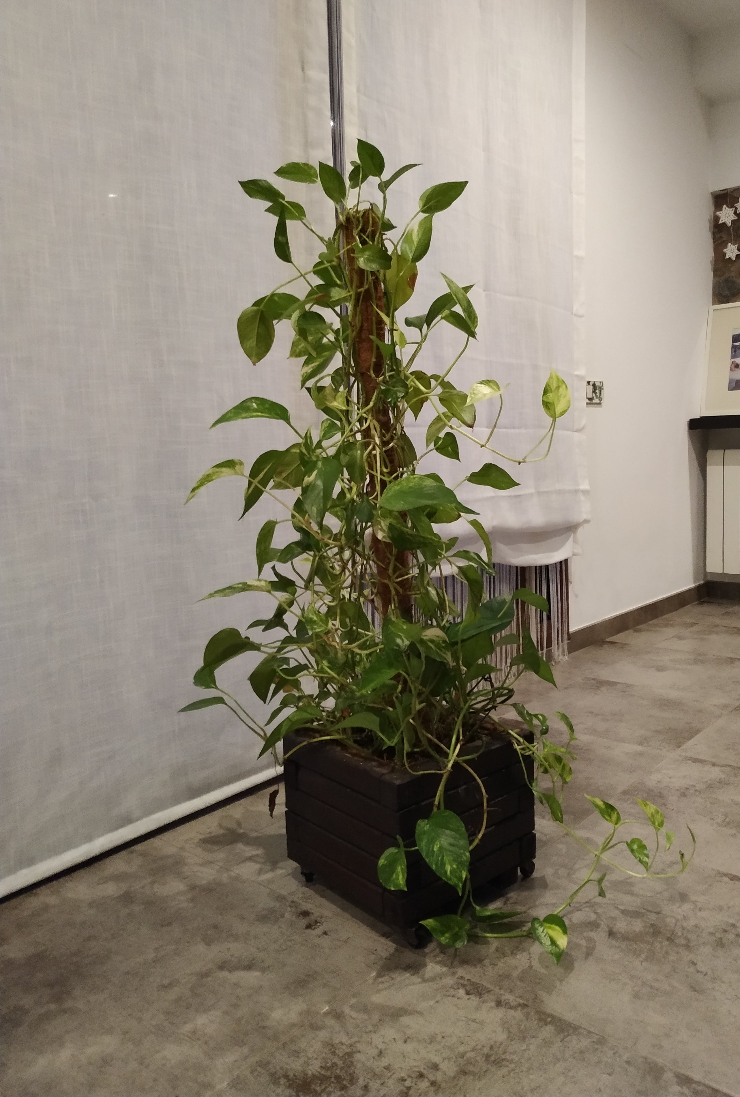 1 cocotier droit H.1 m NORTENE - 4