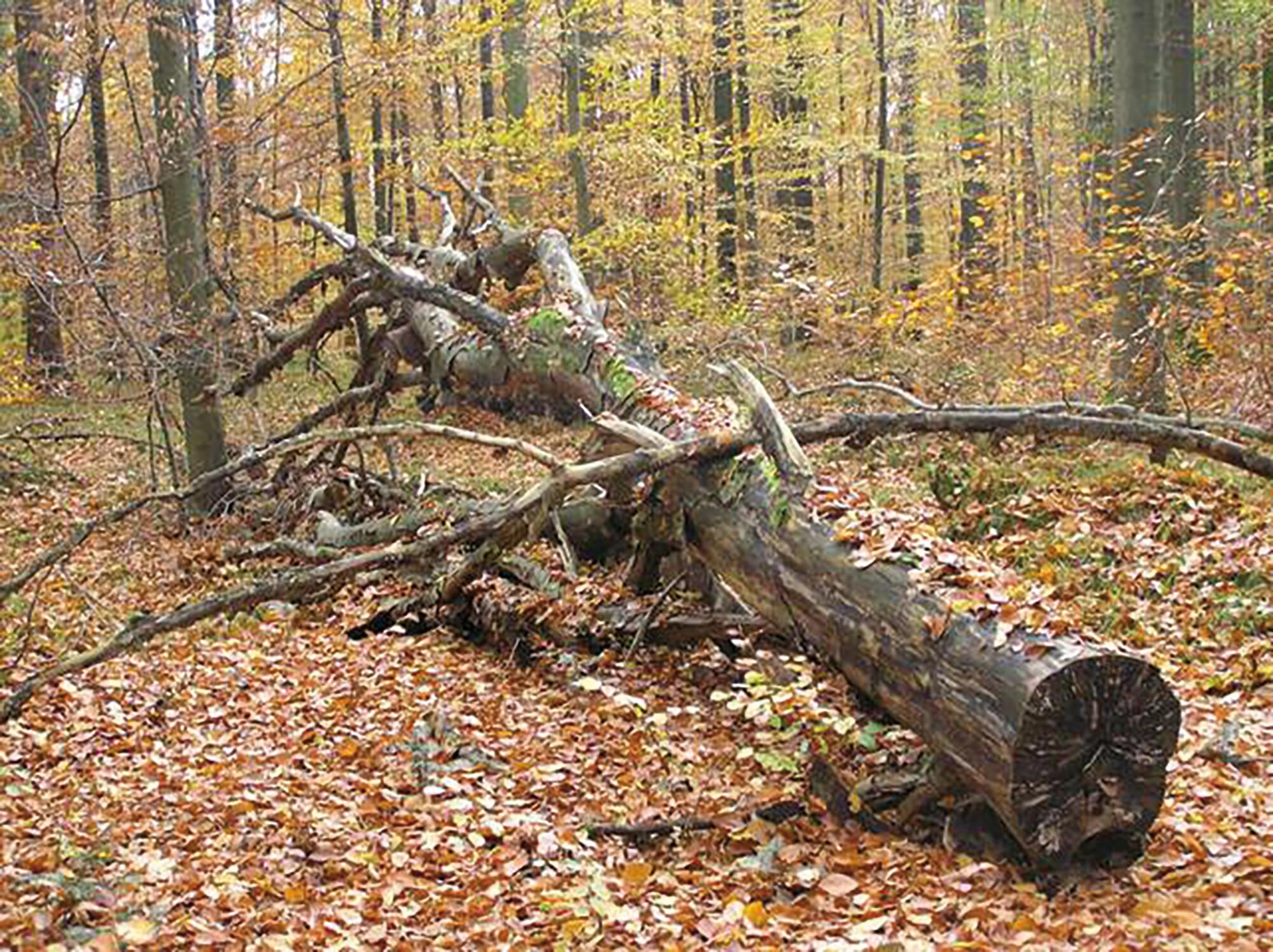 Treuil manuel à manivelle FARTOOLS, charge maxi 450 kg - 3