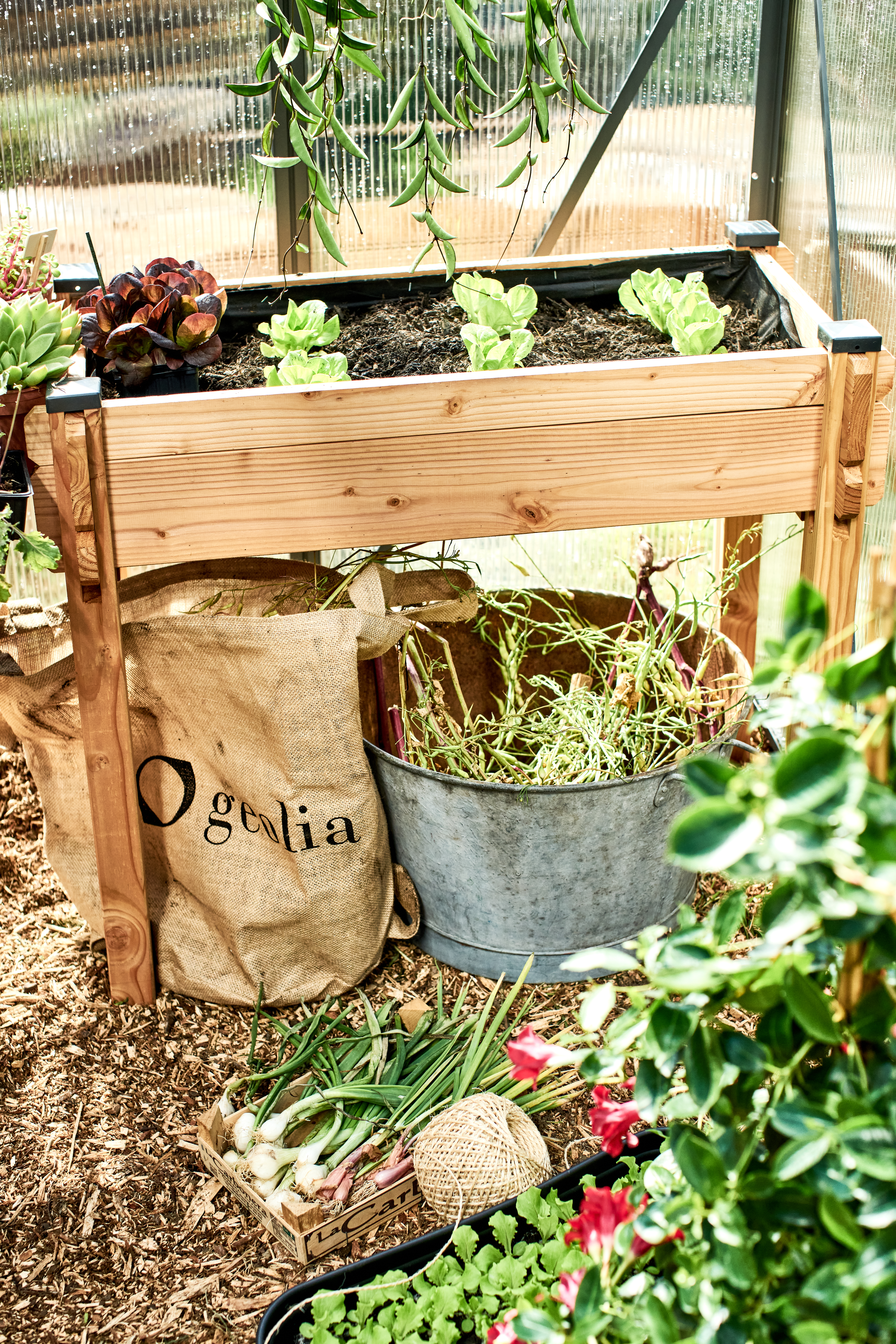 photo d'un carré de potager en hauteur