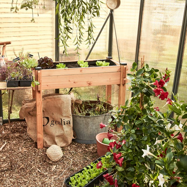 photo d'un carré de potager sur pieds