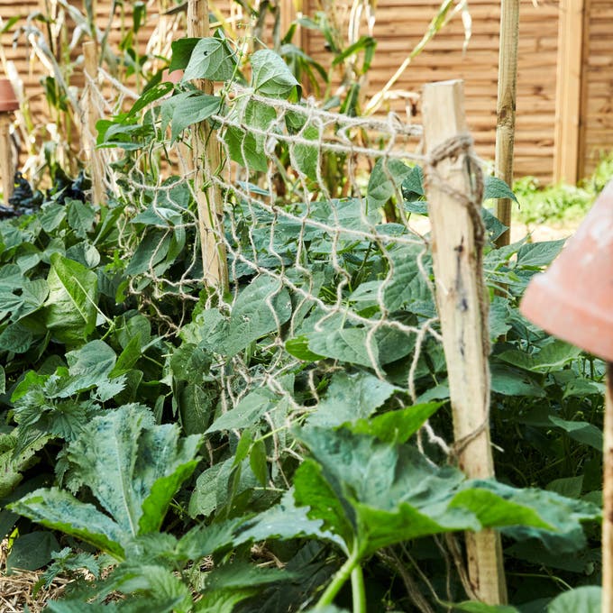 photo de tuteurs dans un potager responsable