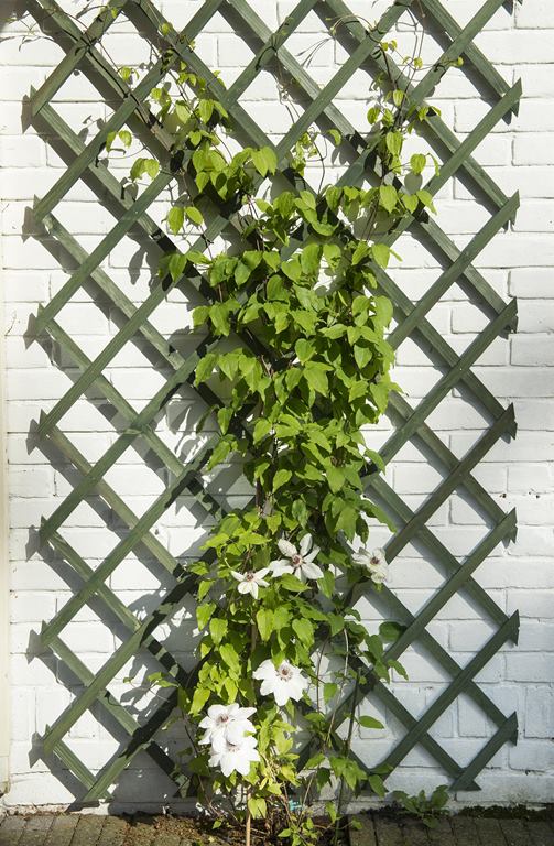 Treillis extensible en bois coloré vert, H.200 x L.100 cm
