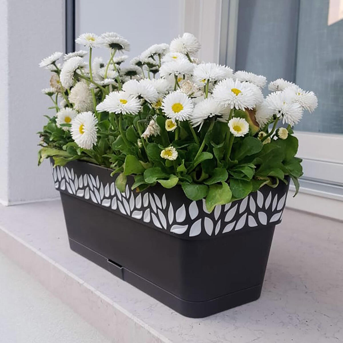 Vaso e piattino Opera Cloe STEFANPLAST in polipropilene antracite H 12 x L 50 x P 13 cm - 2
