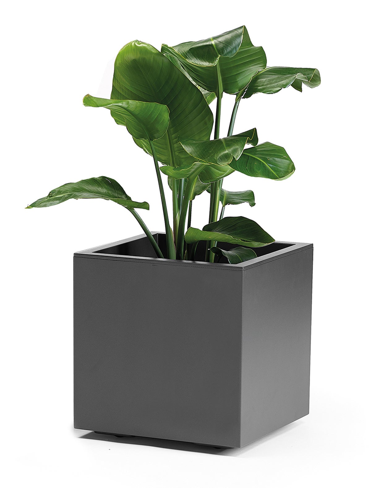 Vaso autoirrigante Kebe Greener EURO3PLAST in polipropilene antracite H ...