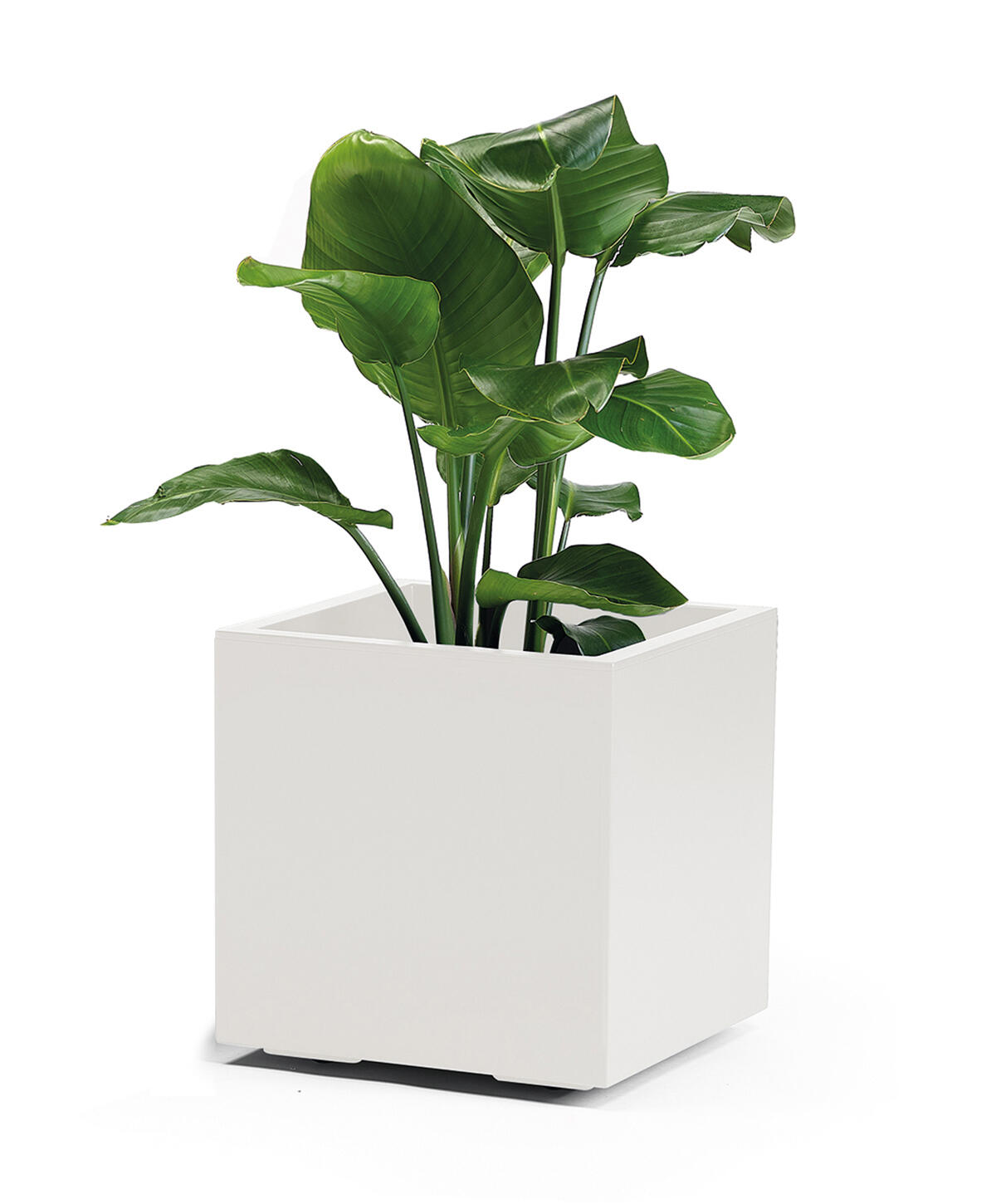 Bianco