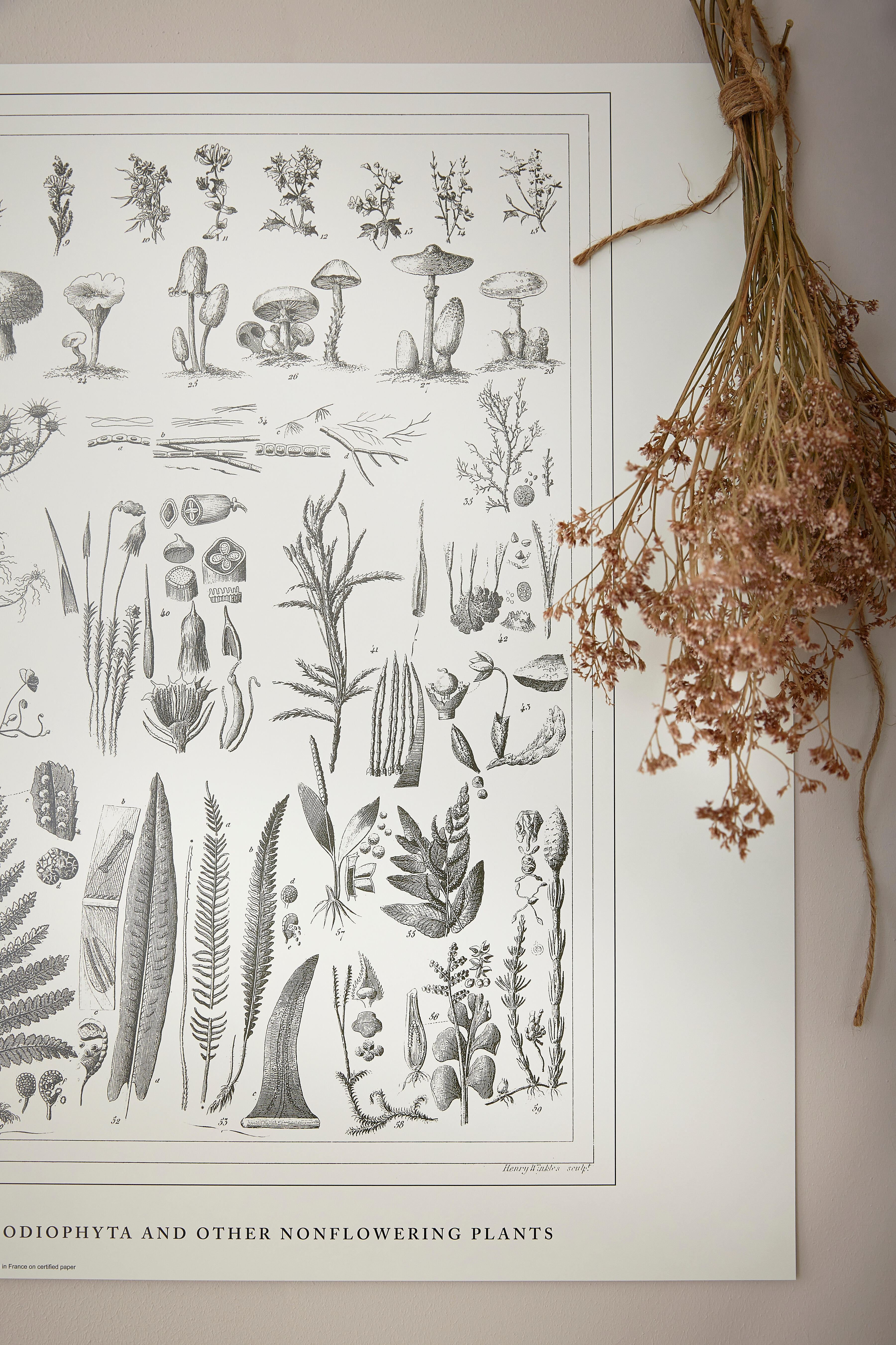 Affiche Planche botanique, beige EDITIONS BRAUN l.50 x H.70 cm - 8