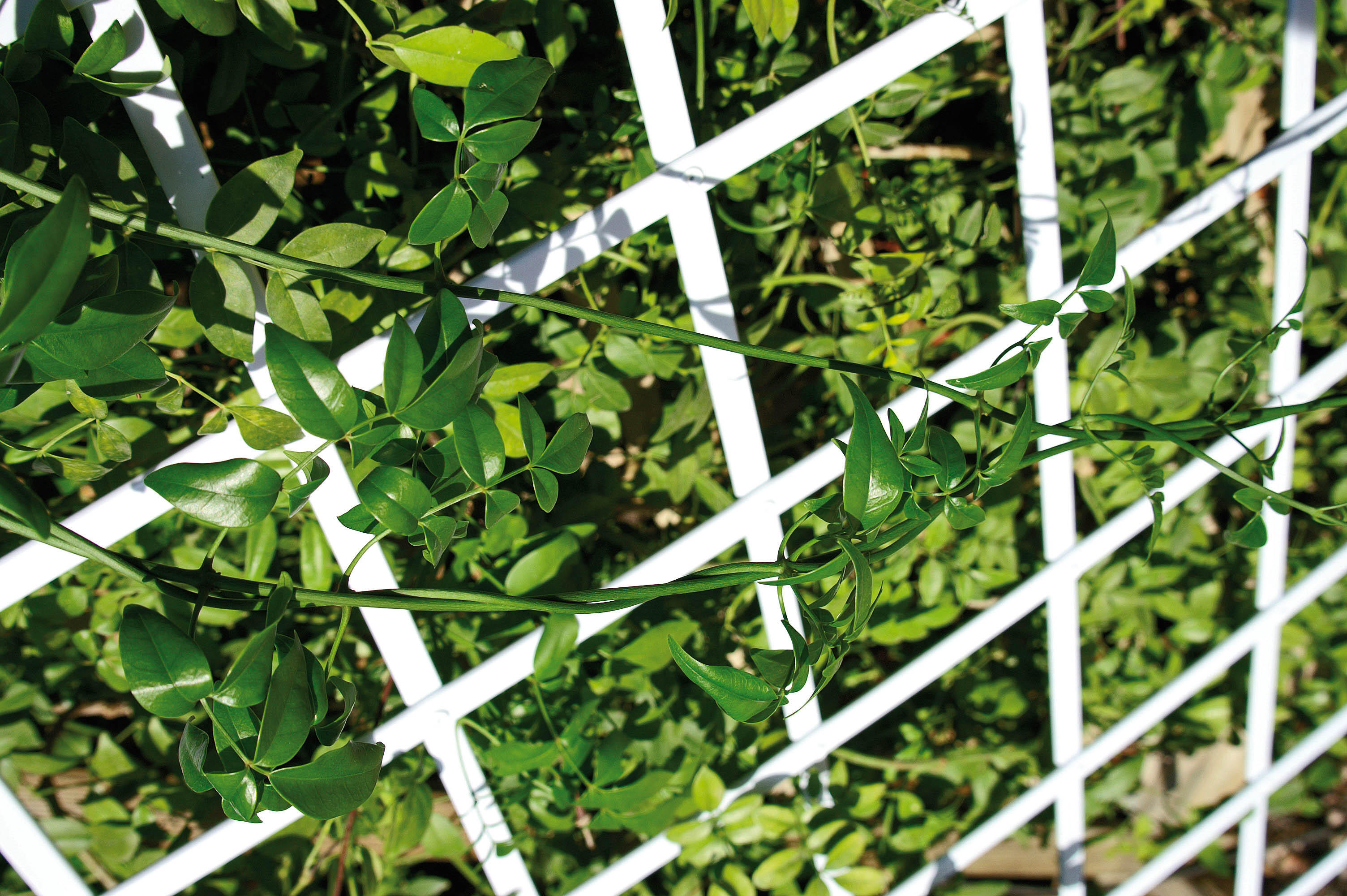 Treillis extensible blanc, Idéal Garden H.0.5 x L.1.5 m | Leroy Merlin