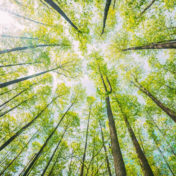 foret - 1