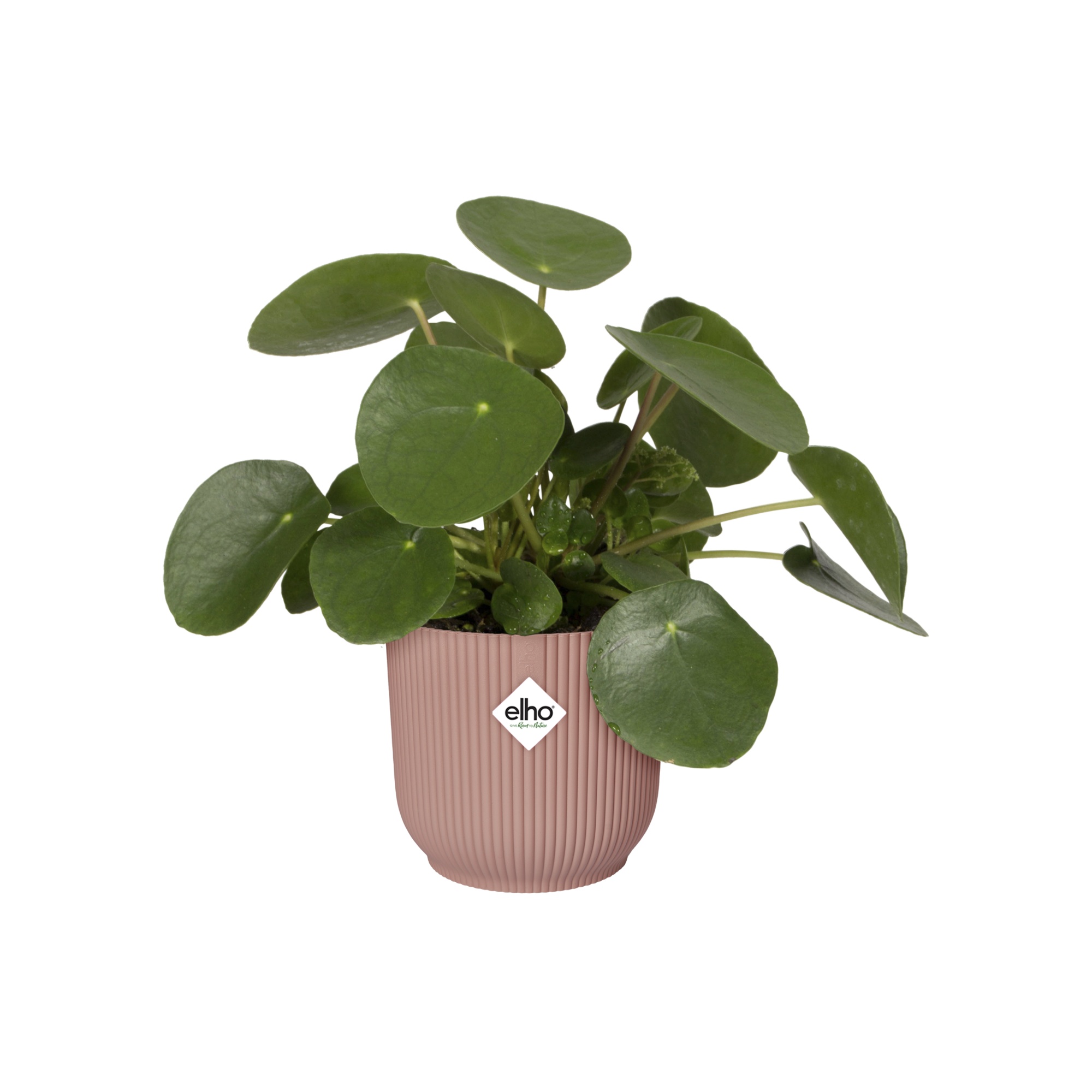 VIBES FOLD ROND 30 ROSE POUDRE - 7