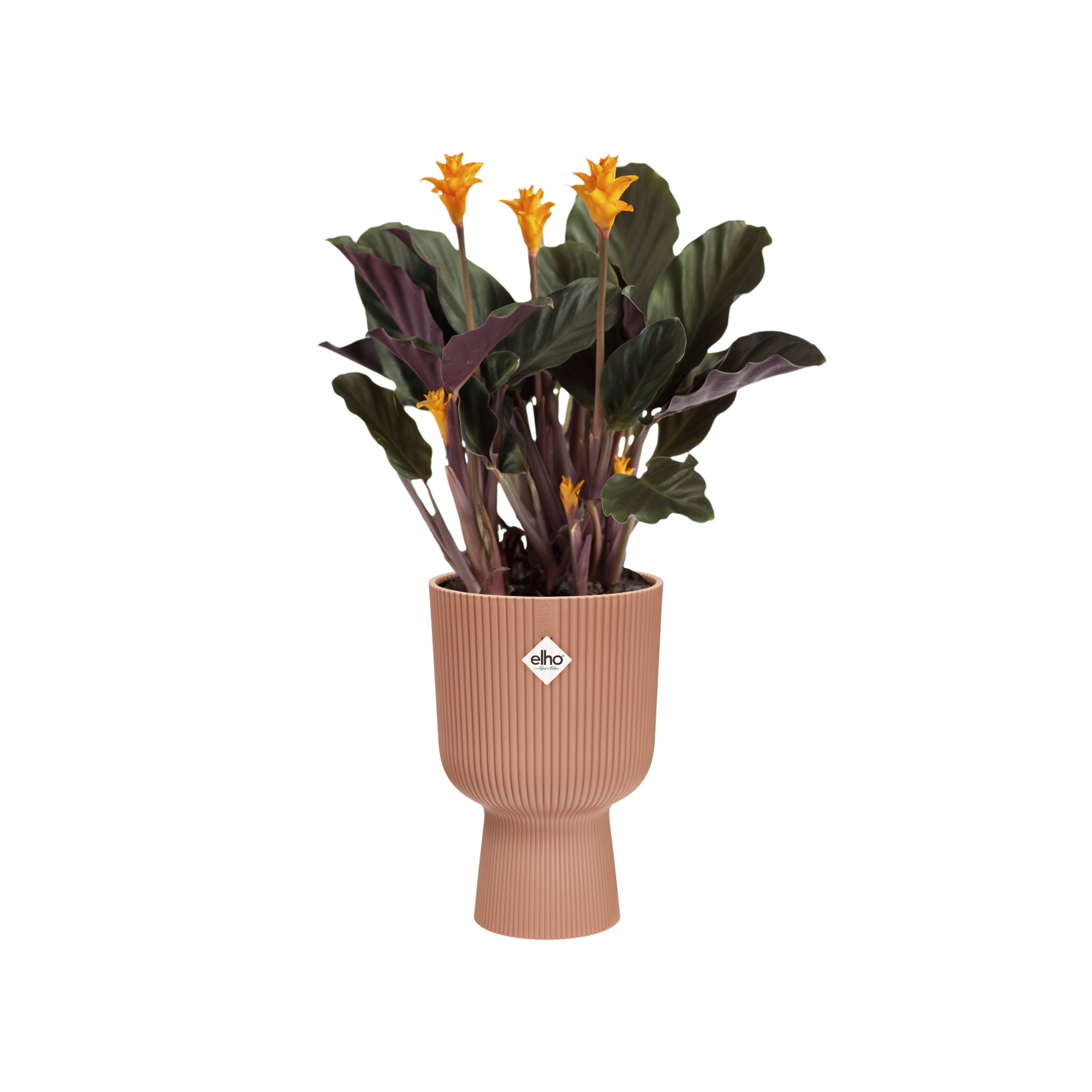 VIBES FOLD COUPE 14 ROSE POUDRE - 4