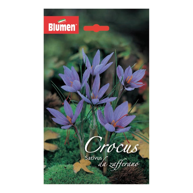 Bulbo fiore BLUMEN Crocus viola confezione da 10