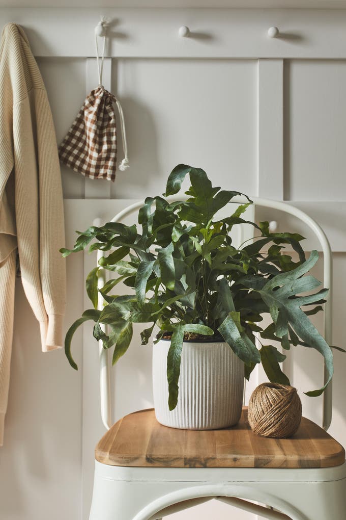 Photo Leroy Merlin d'une plante verte sur un tabouret dans une entrée. 