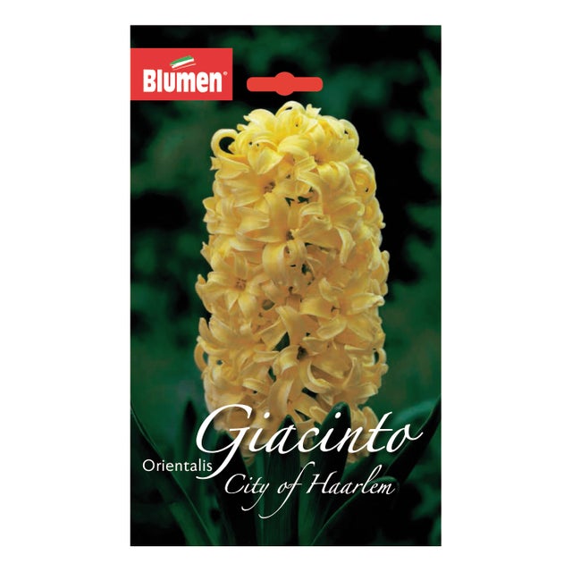 Bulbo fiore BLUMEN giacinto orientalis city of haarlem giallo confezione da 4