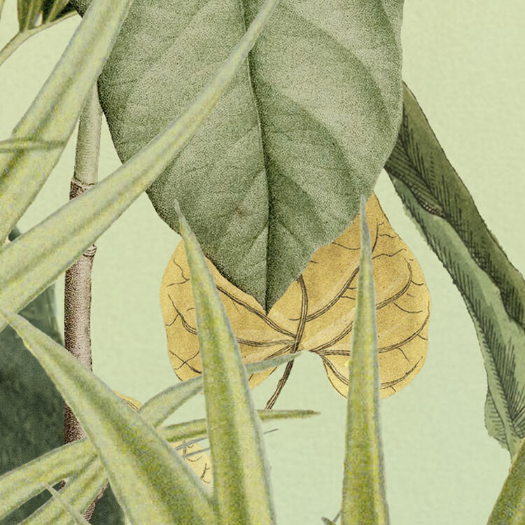 Papel de parede tnt tropical multicor - 9