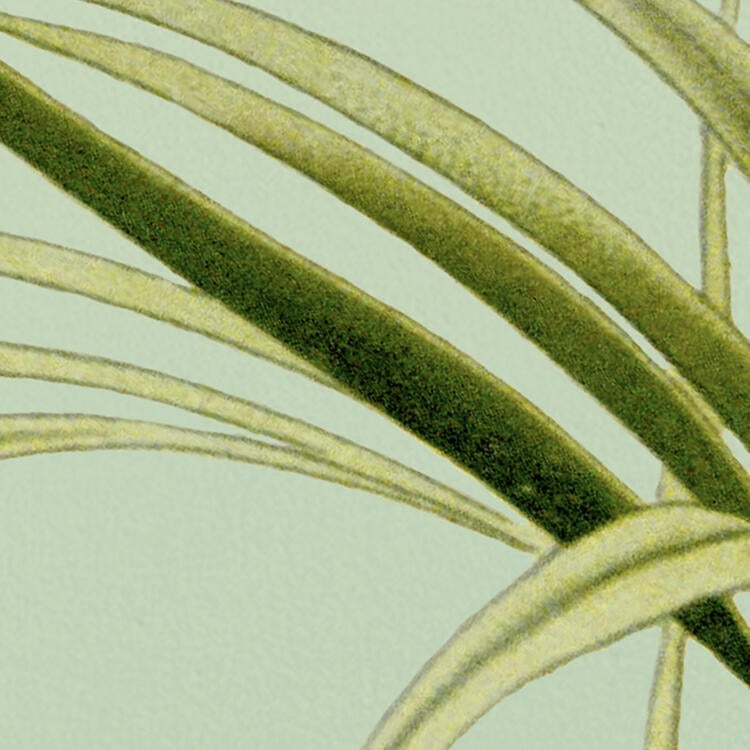 Papel de parede tnt tropical multicor - 10