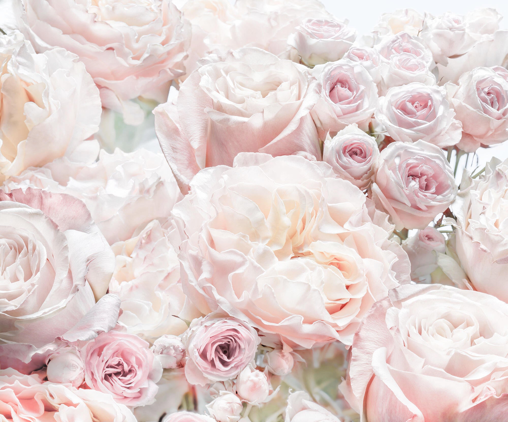 Papier Peint 3D Floral Rose Et Blanc – KKER224, Impression Murale Décorative