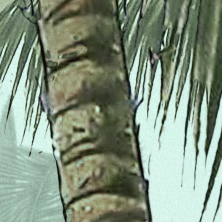 Papel de parede tnt tropical multicor - 11