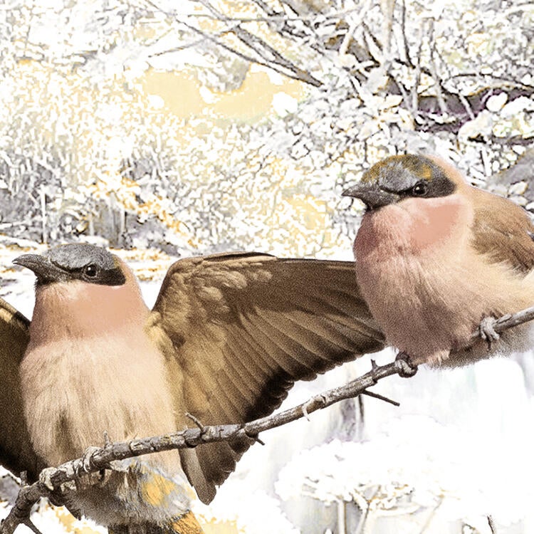 Mural vinilo liso animales Place de Ilmagination multicolor 200 x 250 cm KOMAR - 3