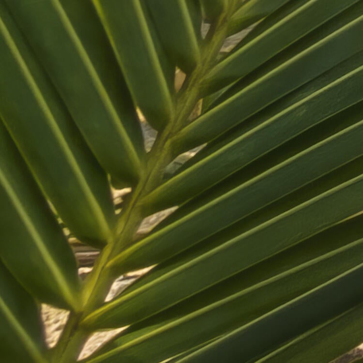 Papier peint panoramique rêve de coco multicolore l.300 x H.250 cm - 4